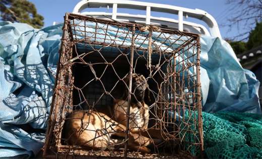 दक्षिण कोरियाको राष्ट्रपति कार्यालयमा २० लाख कुकुर छोडिदिने कृषकहरुको चेतावनी