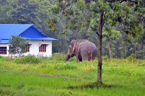 मोरङमा हात्तीको आक्रमणबाट एकको मृत्यु