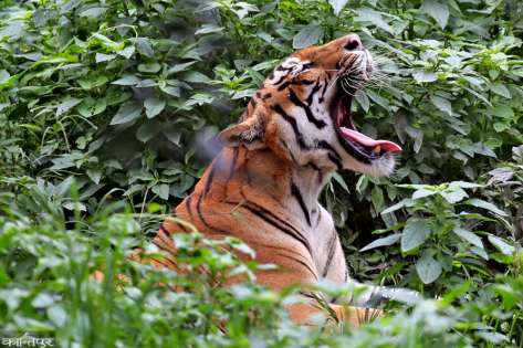 मान्छे खाने बाघलाई चितवनबाट बर्दिया पठाइयो 